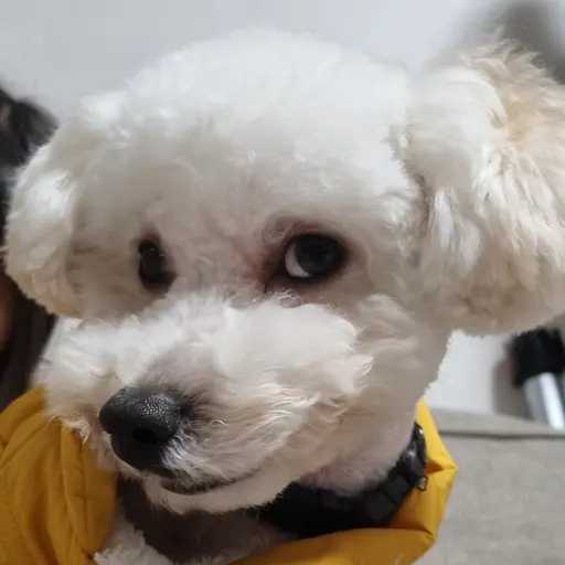 GuiltyBleed8496의 사춘기 걸린 모찌