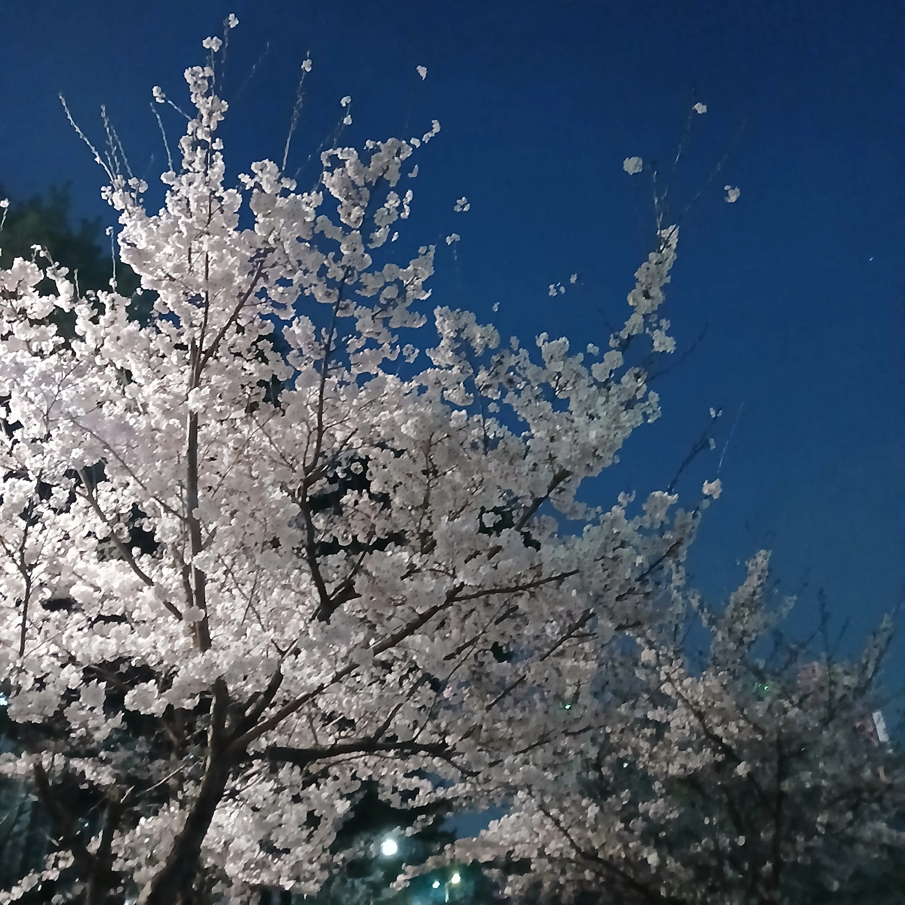 PaddedSage8707의 최연준