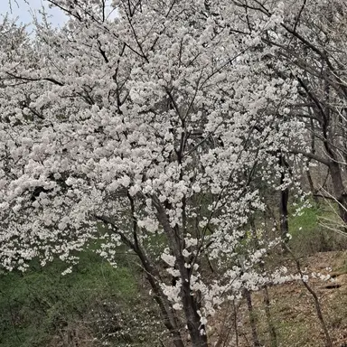 Profile image of 잭과 감제이