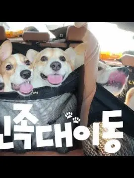 Factory113의 Lucy corgi | 루시 코기