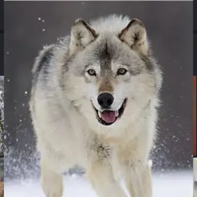 Profile image of Wolf