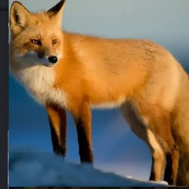 Profile image of Fox