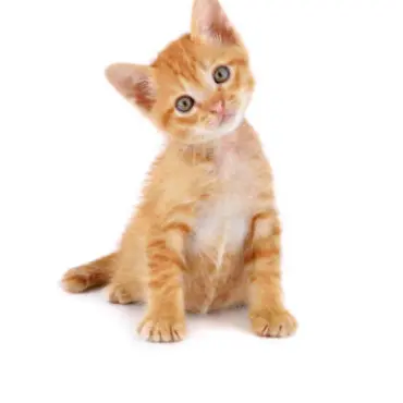BoringLava0494의 귀여운 고양이