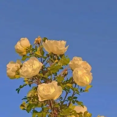 Profile image of 각별