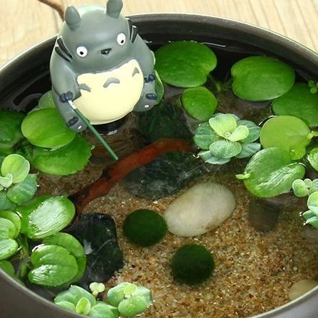 마리모
