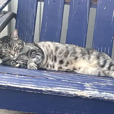 Profile image of Gojo