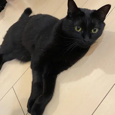 Profile image of リヴァイ