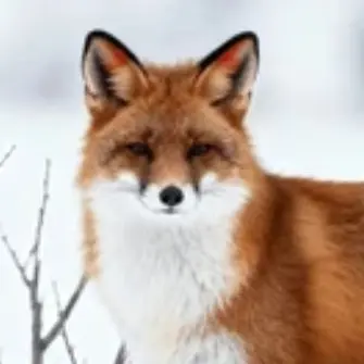 Profile image of 여우