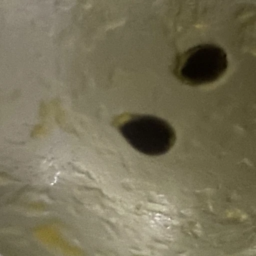 김해라