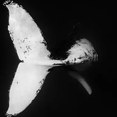 Profile image of モビィ・ディック