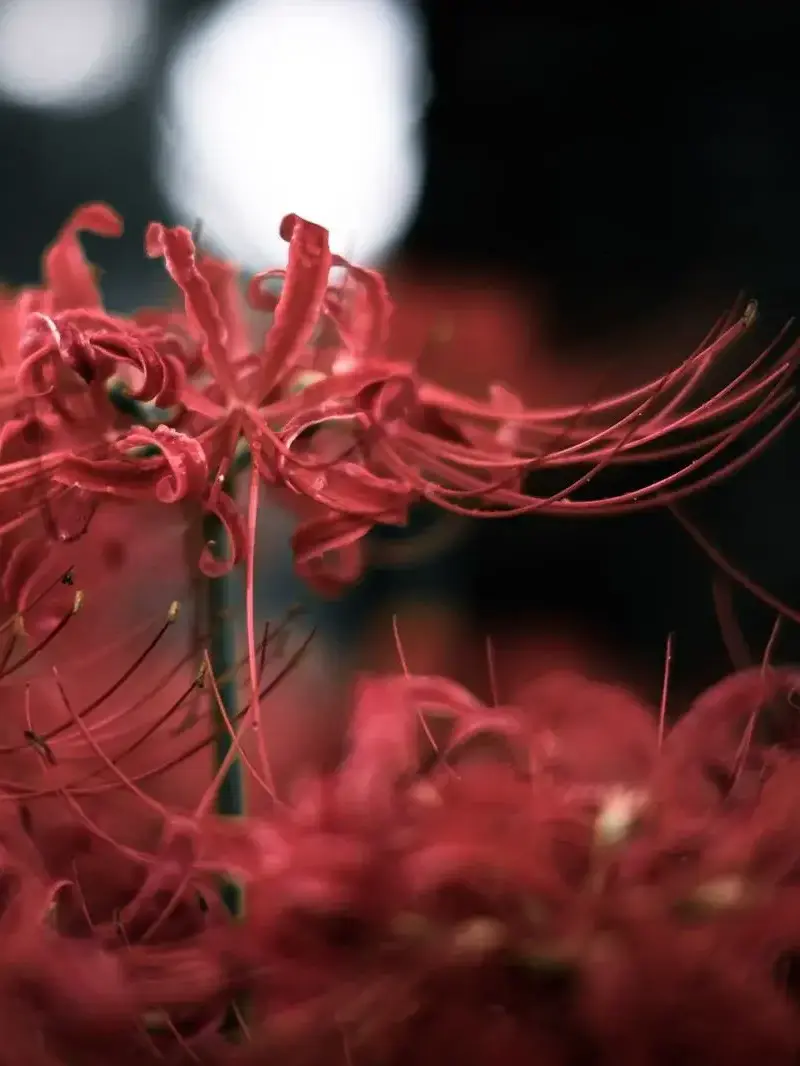 _404error_0의 植物人間