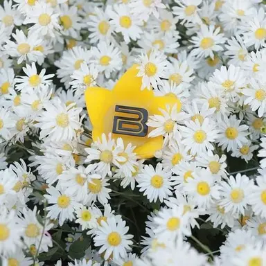 Profile image of タプ