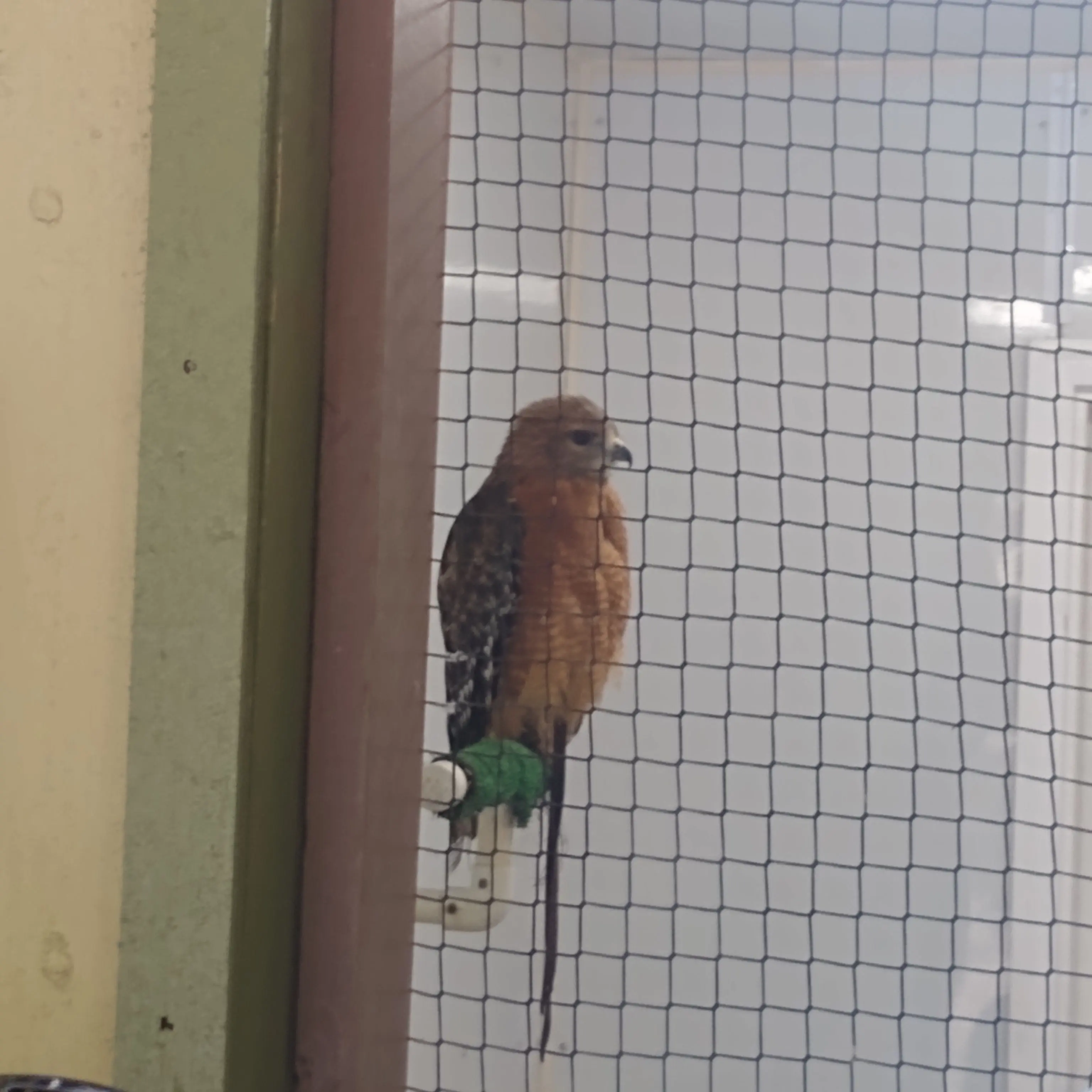 RaspySlice8594의 Breaking the Bully