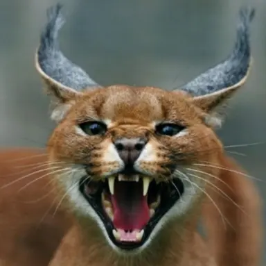 Profile image of Ein