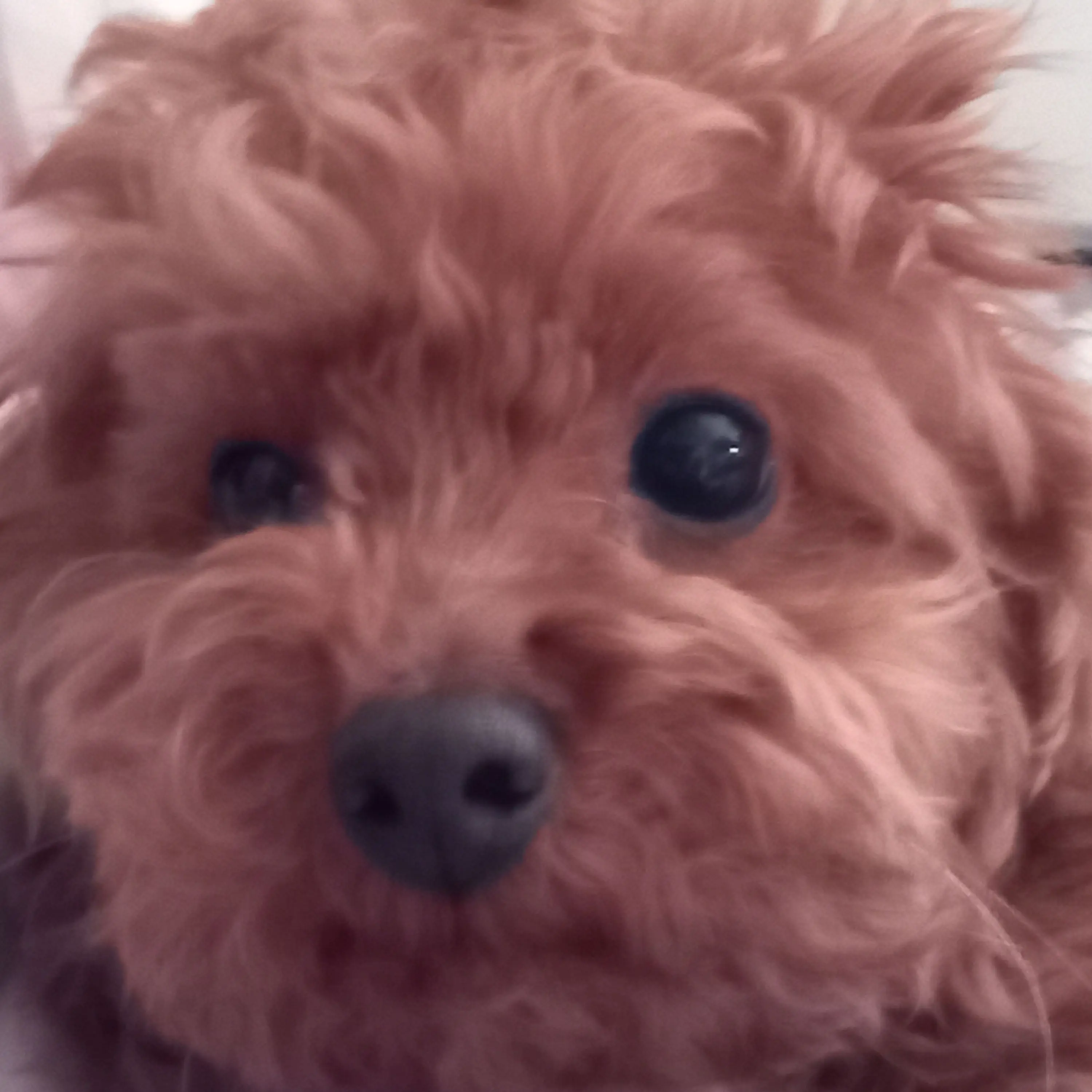 GreenRobin5565의 공지, 이 계정이 만들어진 이유 설명