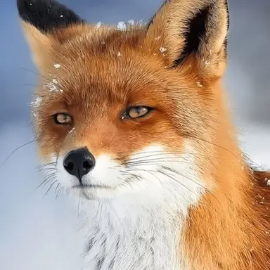 Profile image of 여우