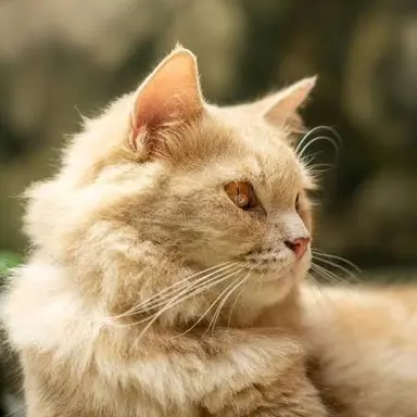 Profile image of Chloe
