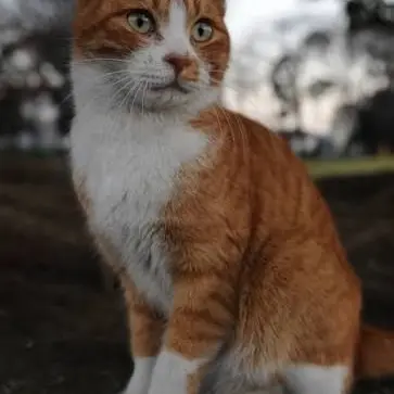 Profile image of Amber