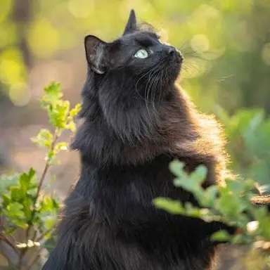 Profile image of Elijah