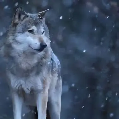 Profile image of 늑대