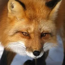 Profile image of 여우