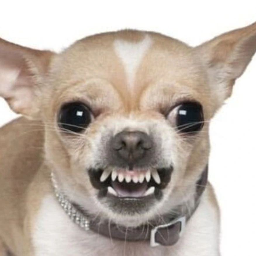 치와와