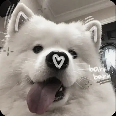 Profile image of 뽀요