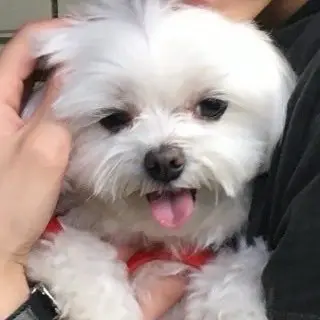 Profile image of デヨン