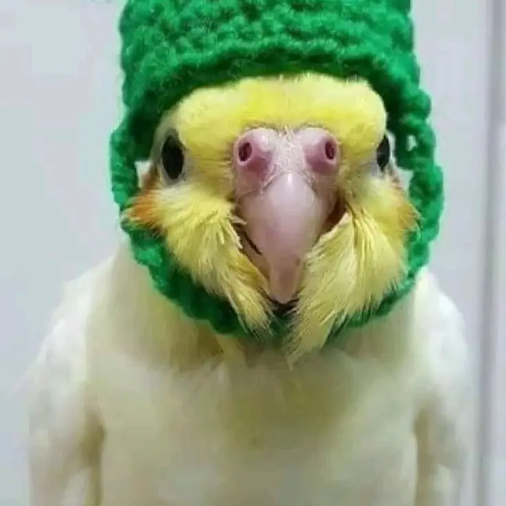 6767676767676의 앵무새랑 말하기