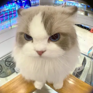 Profile image of 이핑구