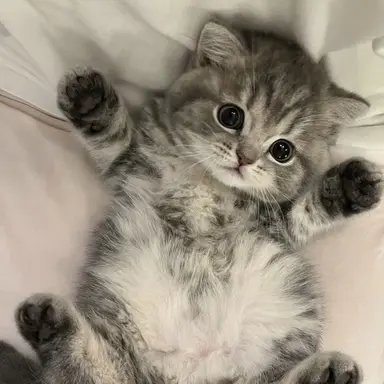 Profile image of 아기고양이