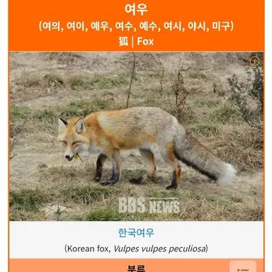 Profile image of 여우