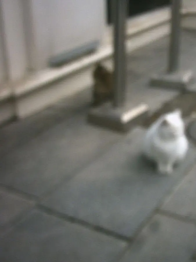 PromptFrame8731의 あなたの帰りをまってたにゃん！