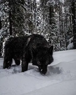 Profile image of Ghost