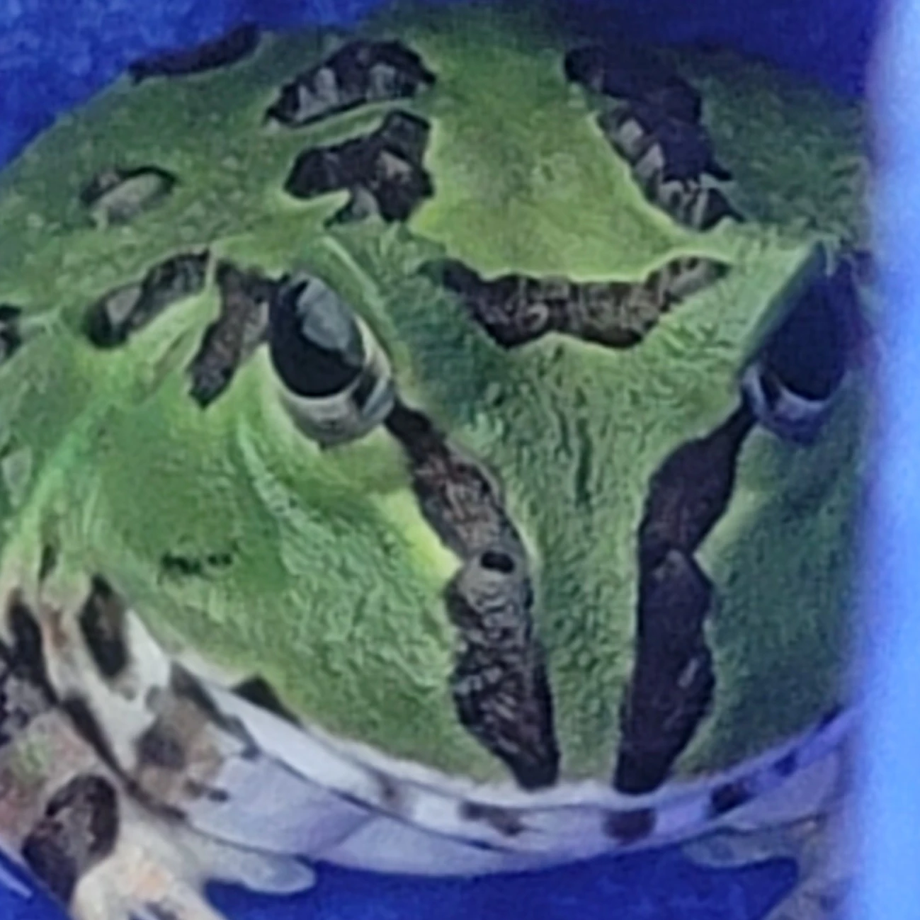 과굴이