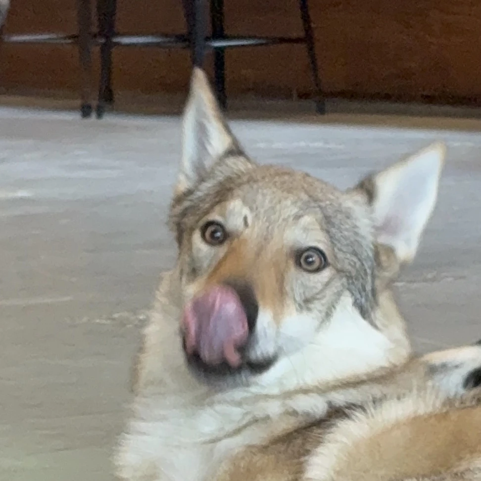 벨라