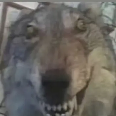 Profile image of 늑대