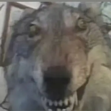 Profile image of 늑대