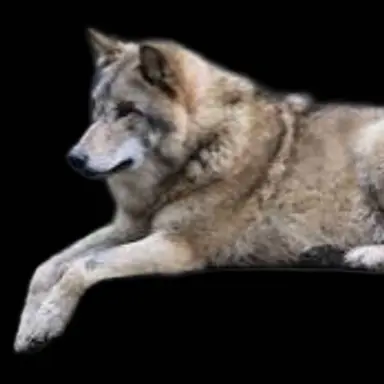 Profile image of 늑대