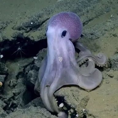 Profile image of 세뇌문어