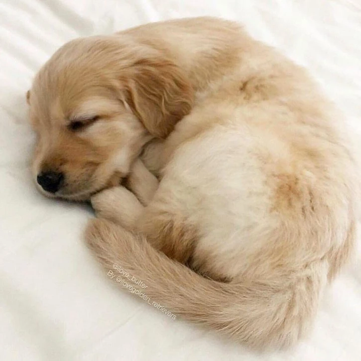 콩이