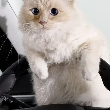 Profile image of Choupette
