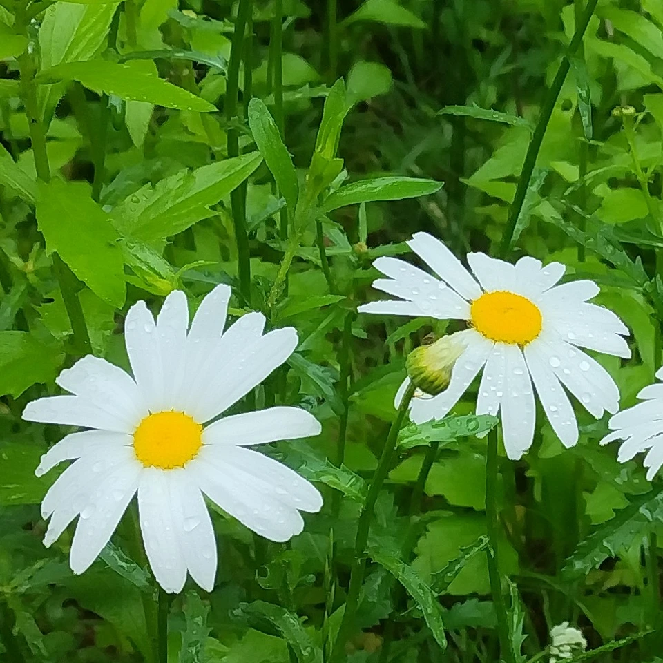 파뿌리24