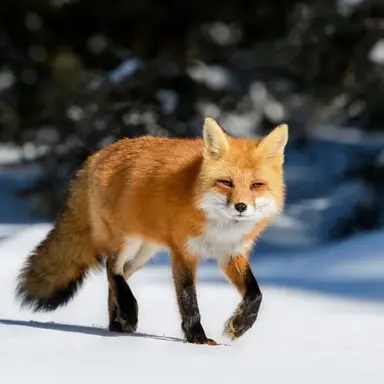 Profile image of 강여우