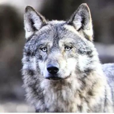 Profile image of 늑대