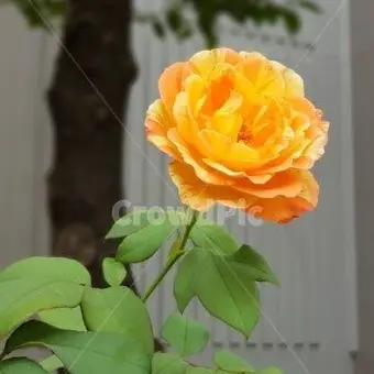 Profile image of 덕개