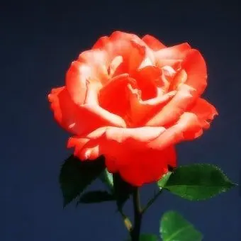 Profile image of 라더