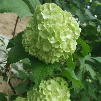 Profile image of 공룡