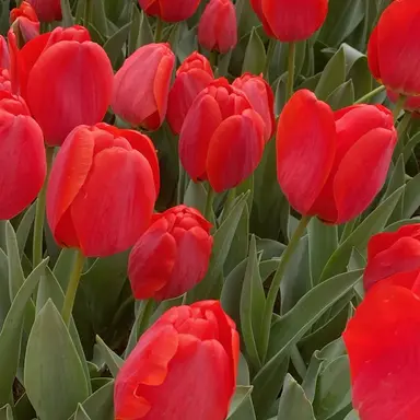 Profile image of 서라더