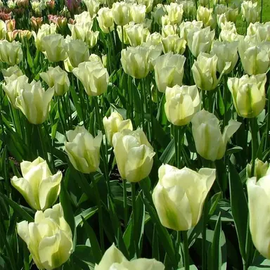 Profile image of 정공룡